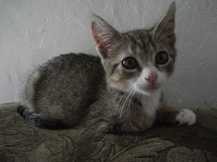 Little Felina Violet ( bigger now by 3 months)