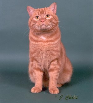 This is Grand Champion Sacred Purr's Sundancer Red Classic Tabby Dimple Rumpy Male Manx