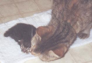 my kitty foster mama Ninga