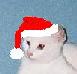 christmas cat in hat.JPG