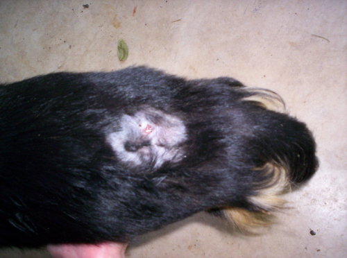 Dolly's back showing the red spot she was licking, and next to it the indentation in her spine, which is deeper than it looks in the photo