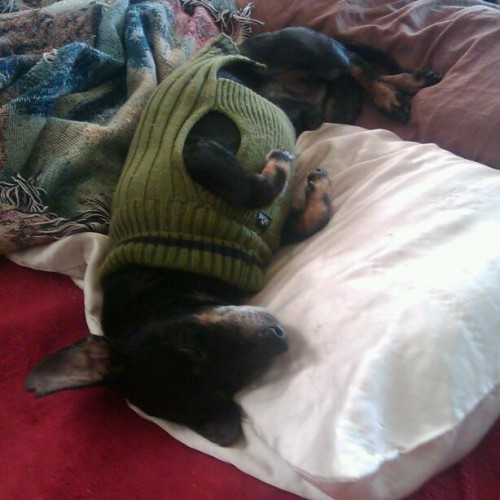 Rufus napping in his favorite sweater.