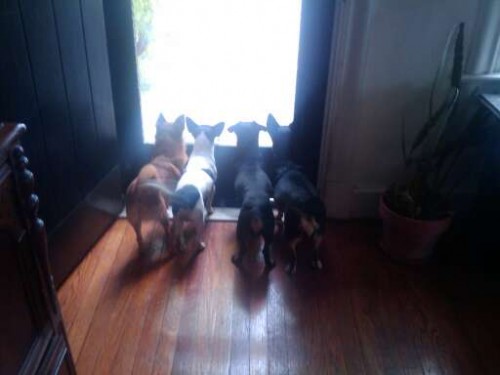 Rufus (2nd from right) waiting for daddy to come home with his buddies...Cheecho, Lil Bit to his left and Cookie to his right.