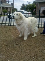great pyrenees.bmp
