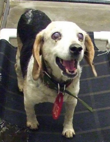 a blind beagle Somerset KY.jpg