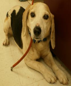 senior beagle.jpg