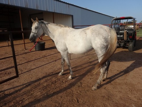 Current photo take of her at the ranch.  The bad back hock is the one closest in the photo but you really can't tell much from this photo.