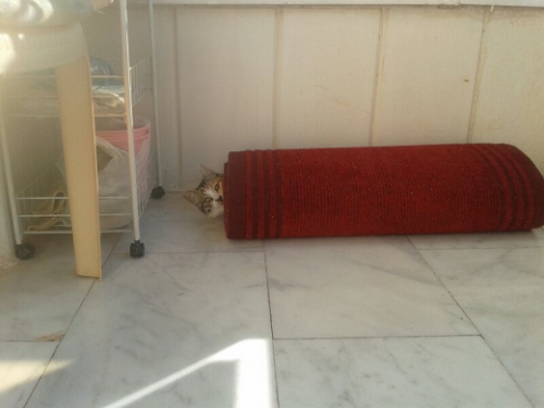Mimi_hiding_inside_red_carpet_sm.PNG
