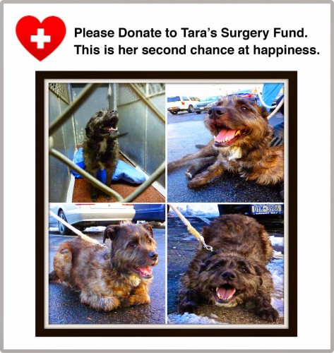 Tara's Donation Page.jpg