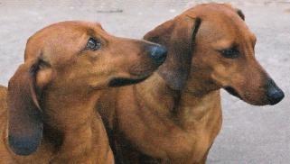 Dweenger and Nidgie send you good wishes filled with dachsie hugs and kisses.