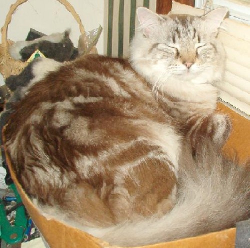 Hermes in 2005, all 17 wonderful pounds of him