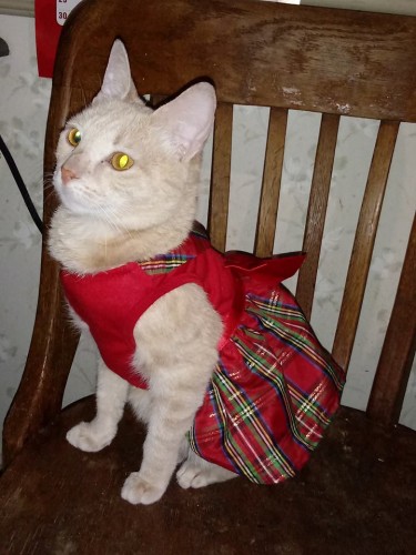 Hopper kitteh (manx sydrome) showing off her holiday dress. She wore it all day without complaint