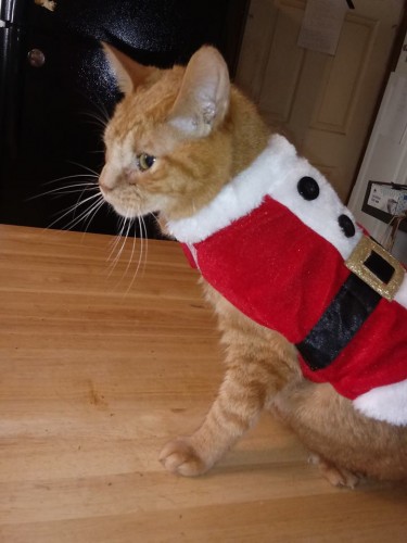 Tommy Chestnut (twisted hind legs, single kidney) is also a good sport about his outfit.