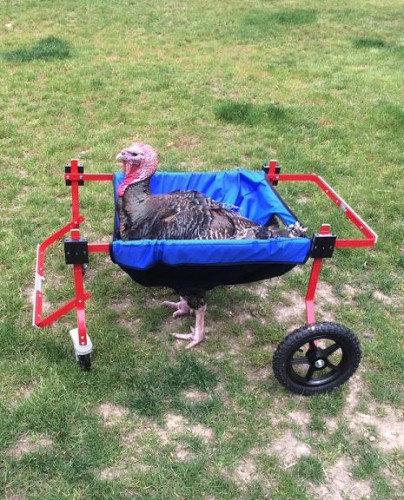 https://www.k9carts.com/chicken-wheelchair