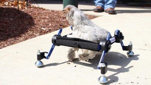 Hen in Walkin' Wheels wheelchair