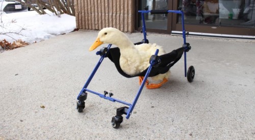 Duck-Mobility.jpg