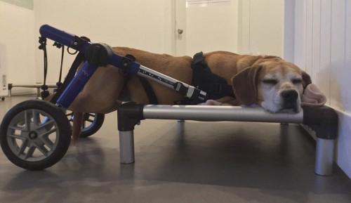 Trixie_beagle_mix_Canada_resting_in_wheelchair.jpg