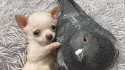 puppy+pigeon.jpg