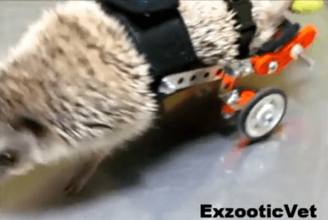 hedgehog_wheelchair1.PNG