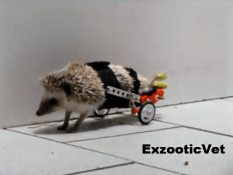 hedgehog_wheelchair2.PNG
