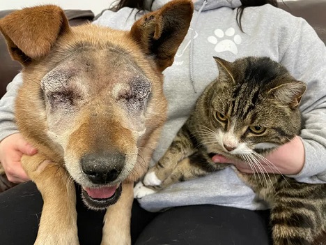 Spike and Max, a bonded cat and dog at a shelter in Alberta.