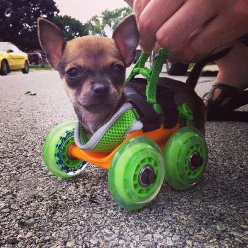 3034466-inline-i-1-engineer-3-d-prints-an-adorable-dog-wheelchair-for-a-two-legged-puppy.jpg