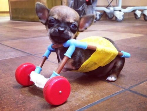 3034466-inline-i-2-engineer-3-d-prints-an-adorable-dog-wheelchair-for-a-two-legged-puppy.jpg