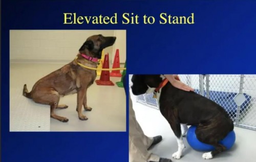 elevated_sit_to_stand.JPG