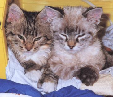 Bendy and Hermes, born the same day.  Hermes passed at 17 years old.