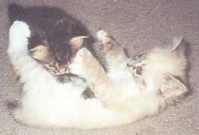 Bendy and SixToes, born 9/3, passed at 18 yrs old.