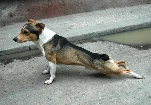 https://puppytoob.com/a-gallery-of-dogs-who-know-how-to-stretch/
