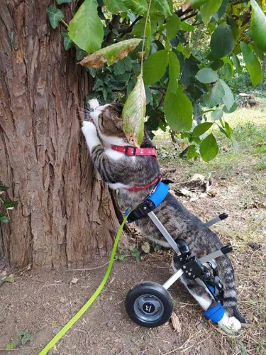 https://k9carts.com/cat-wheelchair/#